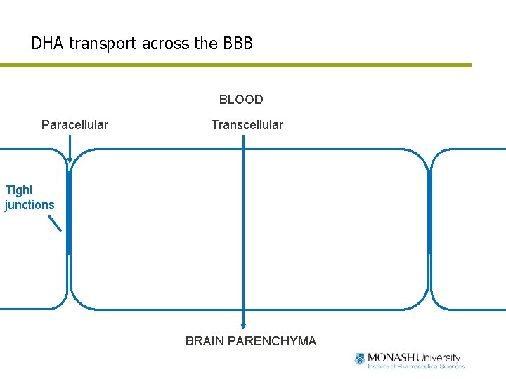 DHA transport across the BBB BLOOD Paracellular Transcellular Tight junctions BRAIN PARENCHYMA DHA transport across the BBB BLOOD Paracellular Transcellular Tight junctions BRAIN PARENCHYMA