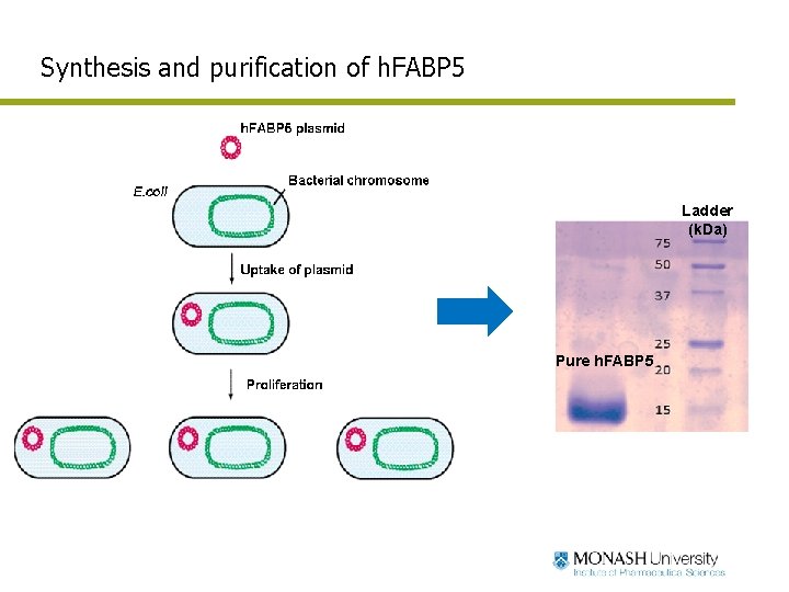 Synthesis and purification of h. FABP 5 Ladder (k. Da) Pure h. FABP 5 Synthesis and purification of h. FABP 5 Ladder (k. Da) Pure h. FABP 5