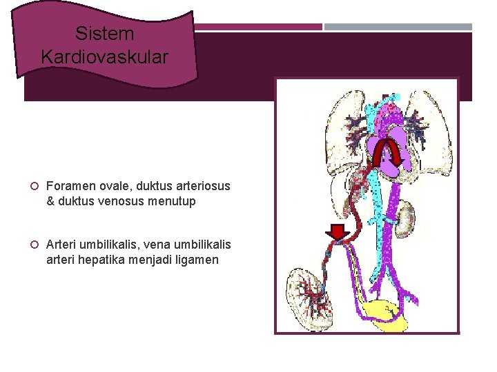 Sistem Kardiovaskular Foramen ovale, duktus arteriosus & duktus venosus menutup Arteri umbilikalis, vena umbilikalis