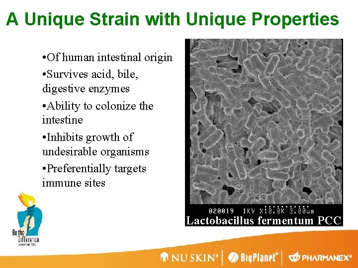 A Unique Strain with Unique Properties • Of human intestinal origin • Survives acid,