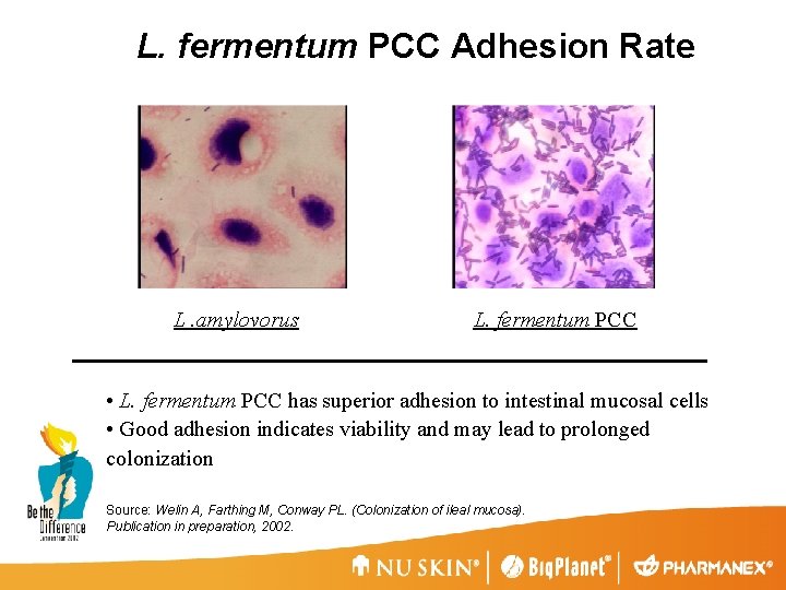 L. fermentum PCC Adhesion Rate L. amylovorus L. fermentum PCC • L. fermentum PCC
