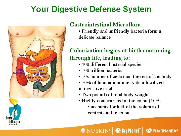 Your Digestive Defense System Gastrointestinal Microflora • Friendly and unfriendly bacteria form a delicate