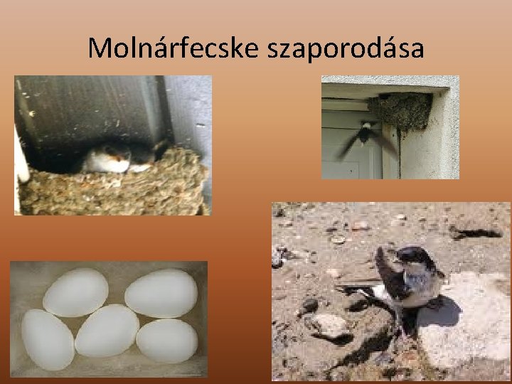 Molnárfecske szaporodása 