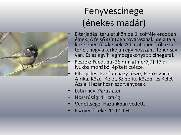 Fenyvescinege (énekes madár) • Elterjedési területükön belül sokféle erdőben élnek. A felső szintben rovarásznak,
