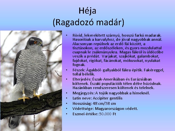 Héja (Ragadozó madár) • • Rövid, lekerekített szárnyú, hosszú farkú madarak. Hasonlóak a karvalyhoz,