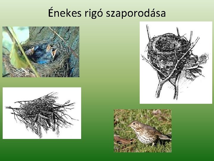 Énekes rigó szaporodása 