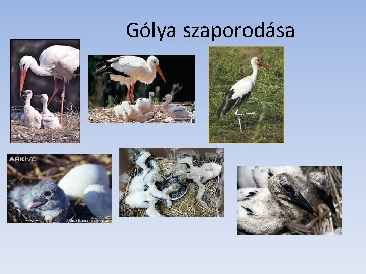 Gólya szaporodása 