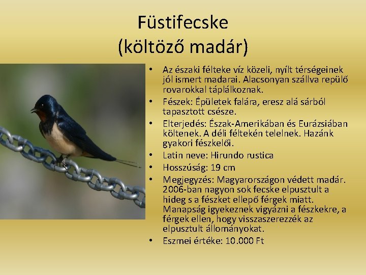 Füstifecske (költöző madár) • Az északi félteke víz közeli, nyílt térségeinek jól ismert madarai.