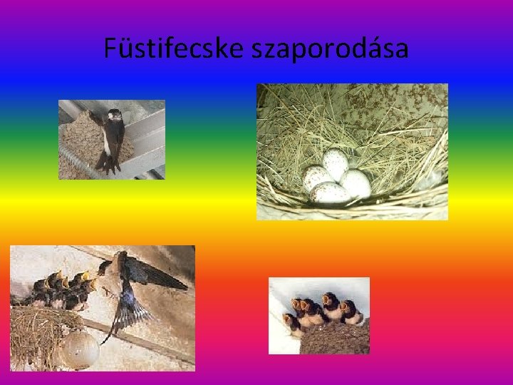 Füstifecske szaporodása 