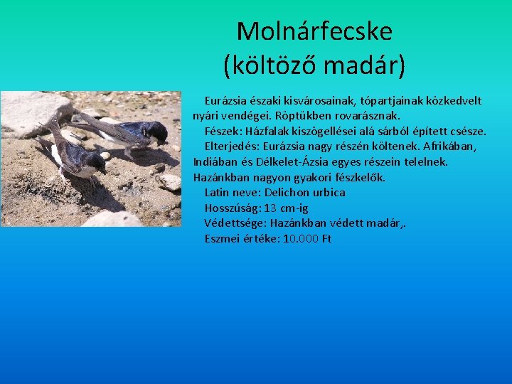 Molnárfecske (költöző madár) Eurázsia északi kisvárosainak, tópartjainak közkedvelt nyári vendégei. Röptükben rovarásznak. Fészek: Házfalak