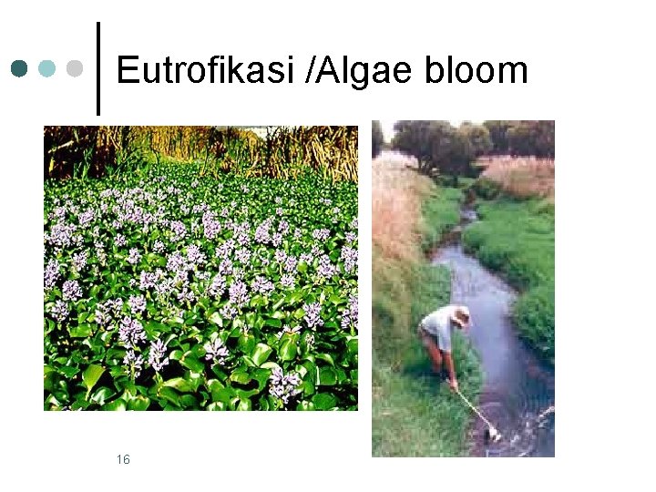 Eutrofikasi /Algae bloom 16 