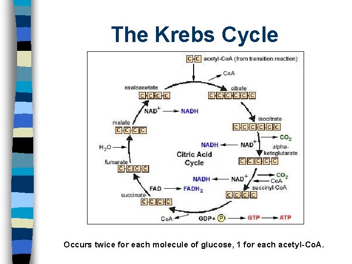 The Krebs Cycle Occurs twice for each molecule of glucose, 1 for each acetyl-Co.