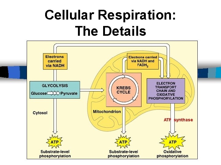 Cellular Respiration: The Details 