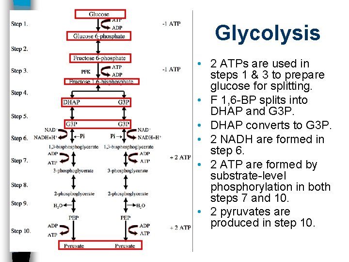 Glycolysis • 2 ATPs are used in steps 1 & 3 to prepare glucose