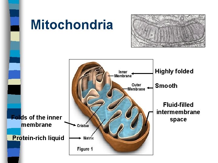 Mitochondria Highly folded Smooth Folds of the inner membrane Protein-rich liquid Fluid-filled intermembrane space
