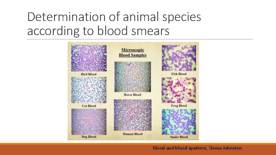 Determination of animal species according to blood smears Blood and blood spattern, Shona Johnston