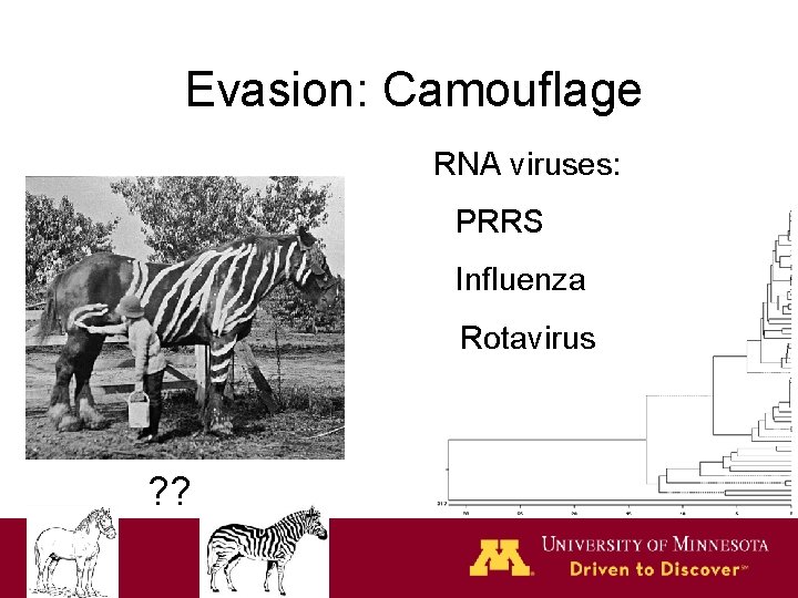 Evasion: Camouflage RNA viruses: PRRS Influenza Rotavirus ? ? Evasion: Camouflage RNA viruses: PRRS Influenza Rotavirus ? ?