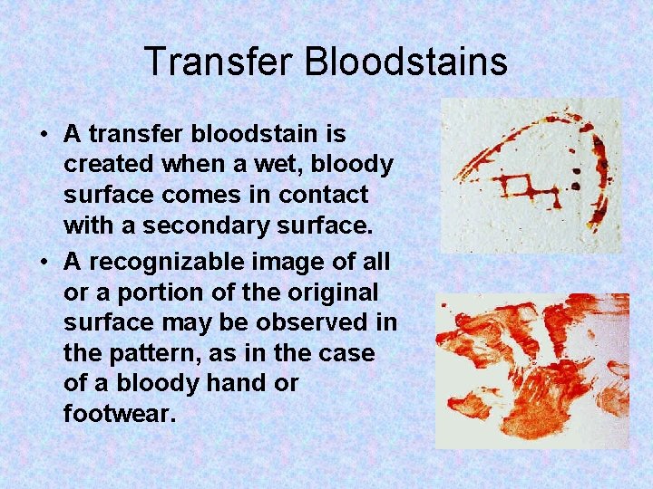 Transfer Bloodstains • A transfer bloodstain is created when a wet, bloody surface comes