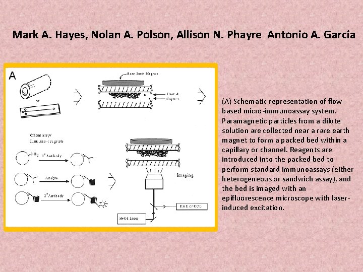 Mark A. Hayes, Nolan A. Polson, Allison N. Phayre Antonio A. Garcia (A) Schematic