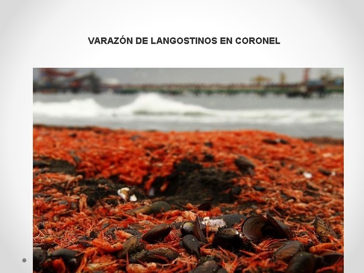 VARAZÓN DE LANGOSTINOS EN CORONEL 