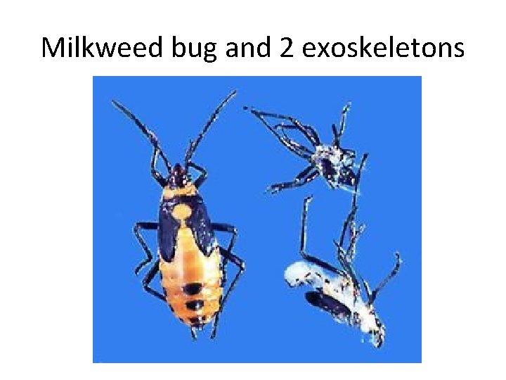 Milkweed bug and 2 exoskeletons 