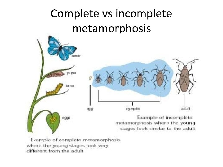 Complete vs incomplete metamorphosis 