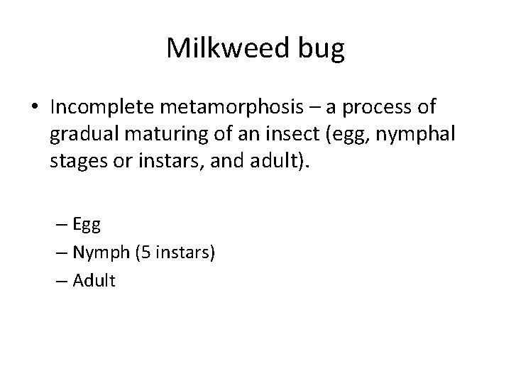 Milkweed bug • Incomplete metamorphosis – a process of gradual maturing of an insect