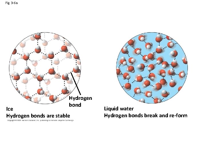 Fig. 3 -6 a Hydrogen bond Ice Hydrogen bonds are stable Liquid water Hydrogen