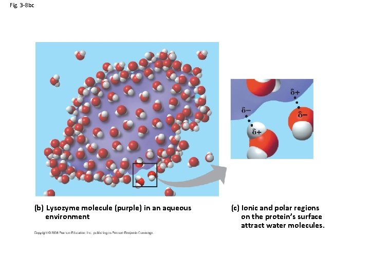 Fig. 3 -8 bc (b) Lysozyme molecule (purple) in an aqueous environment (c) Ionic