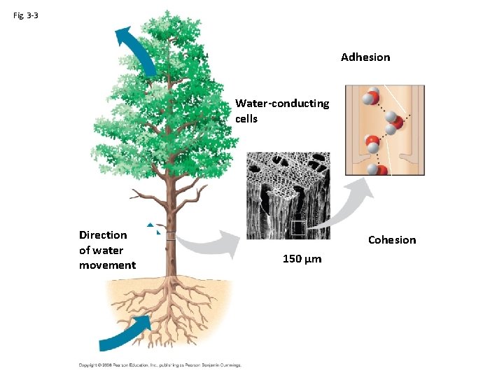 Fig. 3 -3 Adhesion Water-conducting cells Direction of water movement Cohesion 150 µm 