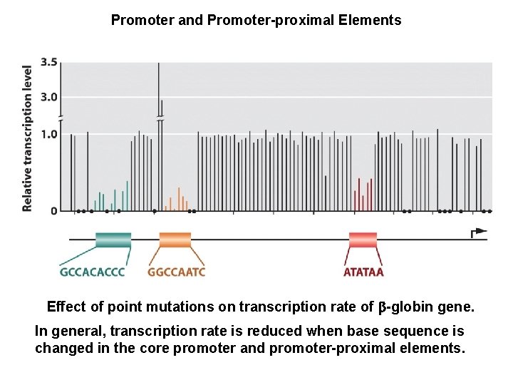 Promoter and Promoter-proximal Elements Effect of point mutations on transcription rate of b-globin gene.