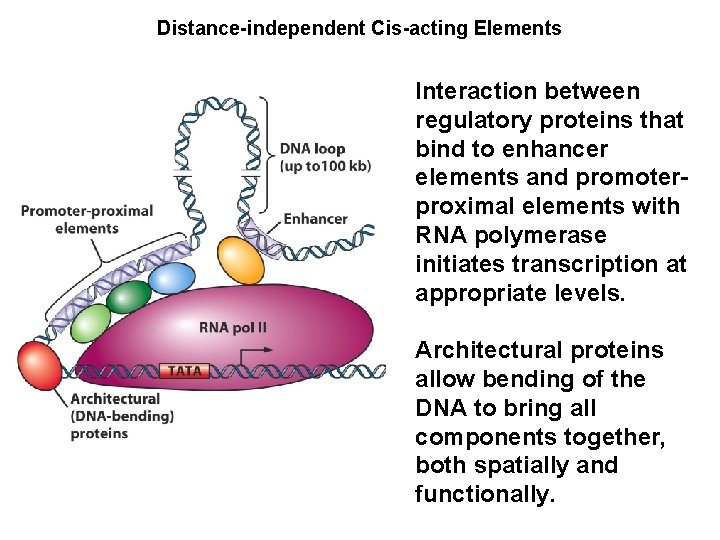 Distance-independent Cis-acting Elements Interaction between regulatory proteins that bind to enhancer elements and promoterproximal