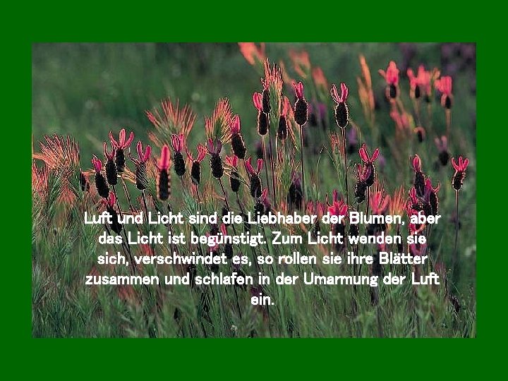 Luft und Licht sind die Liebhaber der Blumen, aber das Licht ist begünstigt. Zum