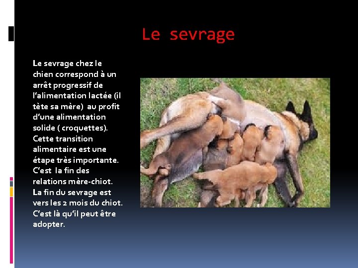 Le sevrage chez le chien correspond à un arrêt progressif de l’alimentation lactée (il