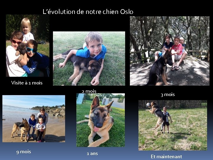 L’évolution de notre chien Oslo Visite à 1 mois 2 mois 9 mois 1