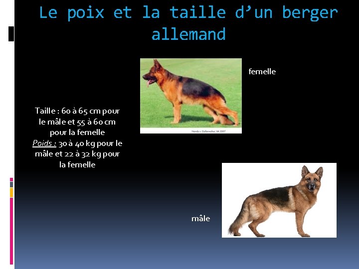 Le poix et la taille d’un berger allemand femelle Taille : 60 à 65