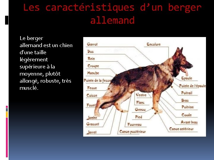 Les caractéristiques d’un berger allemand Le berger allemand est un chien d’une taille légèrement