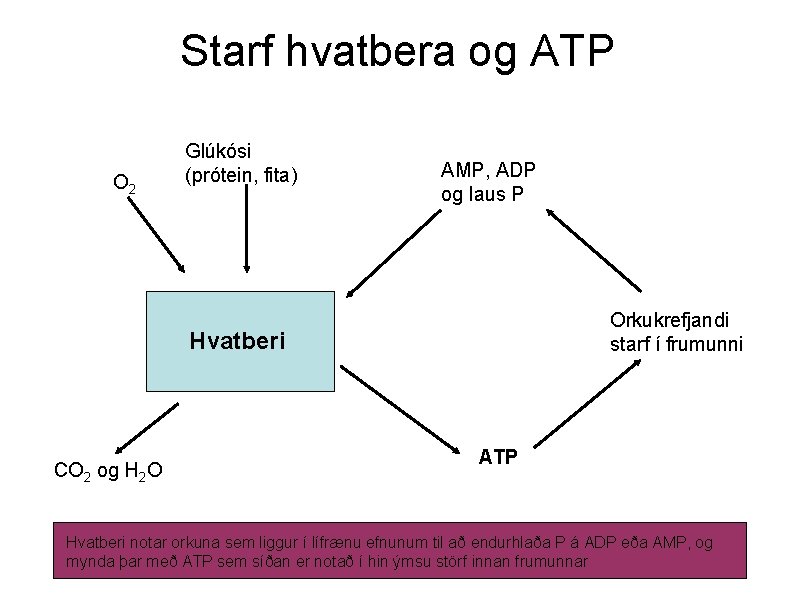 Starf hvatbera og ATP O 2 Glúkósi (prótein, fita) AMP, ADP og laus P