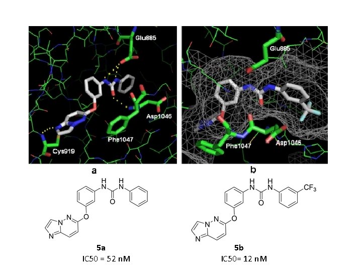 5 a IC 50 = 52 n. M 5 b IC 50= 12 n.
