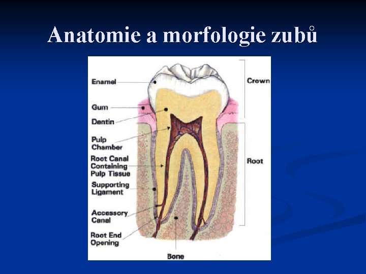 Anatomie a morfologie zubů 