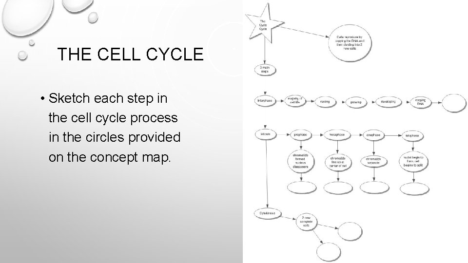 THE CELL CYCLE • Sketch each step in the cell cycle process in the