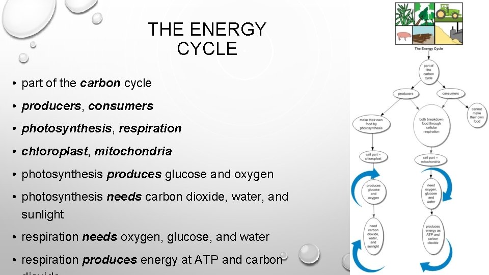 THE ENERGY CYCLE • part of the carbon cycle • producers, consumers • photosynthesis,