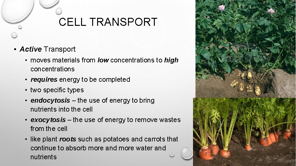 CELL TRANSPORT • Active Transport • moves materials from low concentrations to high concentrations