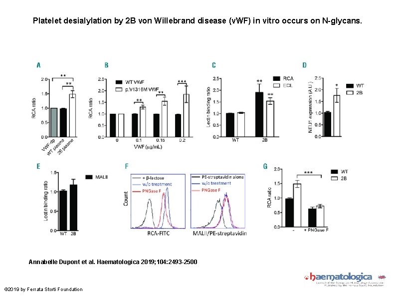 Platelet desialylation by 2 B von Willebrand disease (v. WF) in vitro occurs on