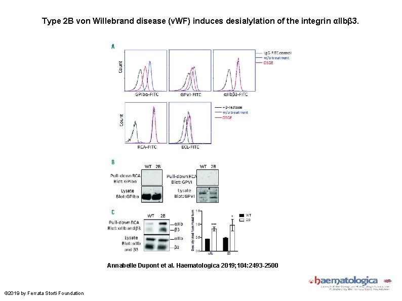 Type 2 B von Willebrand disease (v. WF) induces desialylation of the integrin αIIbβ