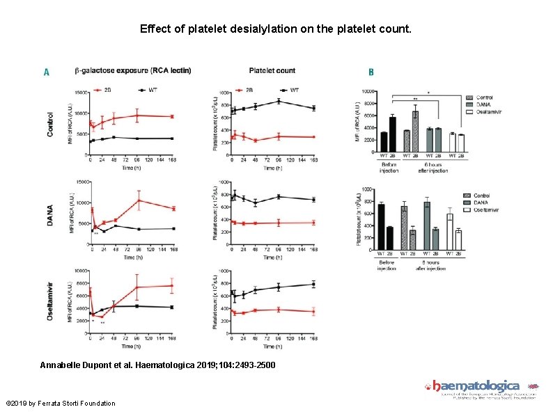 Effect of platelet desialylation on the platelet count. Annabelle Dupont et al. Haematologica 2019;