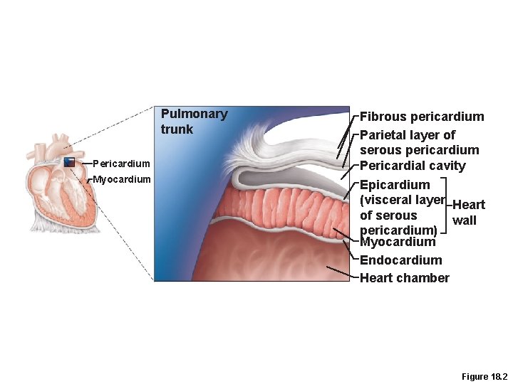 Pulmonary trunk Pericardium Myocardium Fibrous pericardium Parietal layer of serous pericardium Pericardial cavity Epicardium