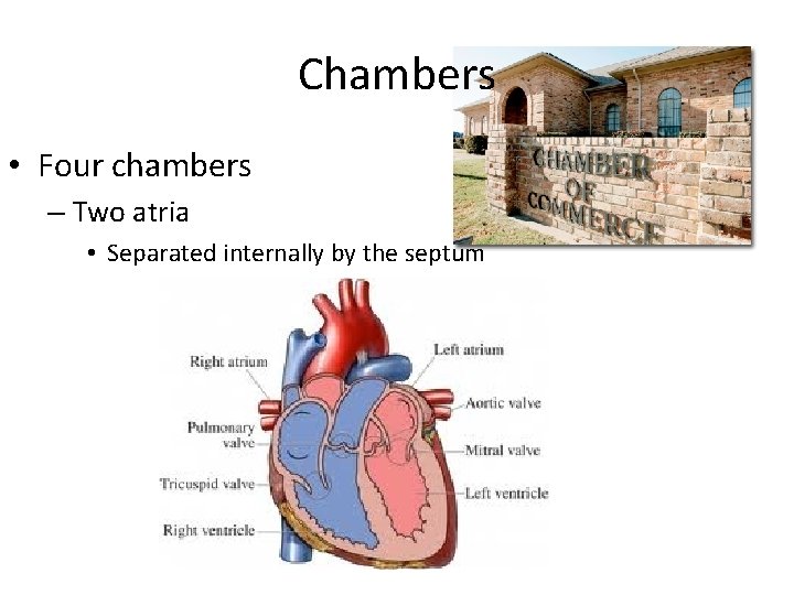 Chambers • Four chambers – Two atria • Separated internally by the septum 