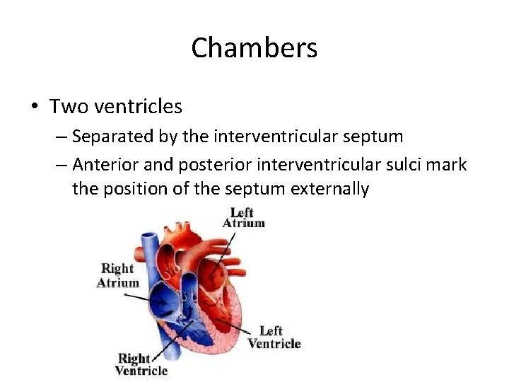 Chambers • Two ventricles – Separated by the interventricular septum – Anterior and posterior