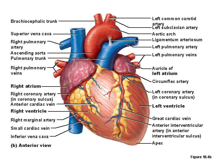 Brachiocephalic trunk Superior vena cava Right pulmonary artery Ascending aorta Pulmonary trunk Right pulmonary